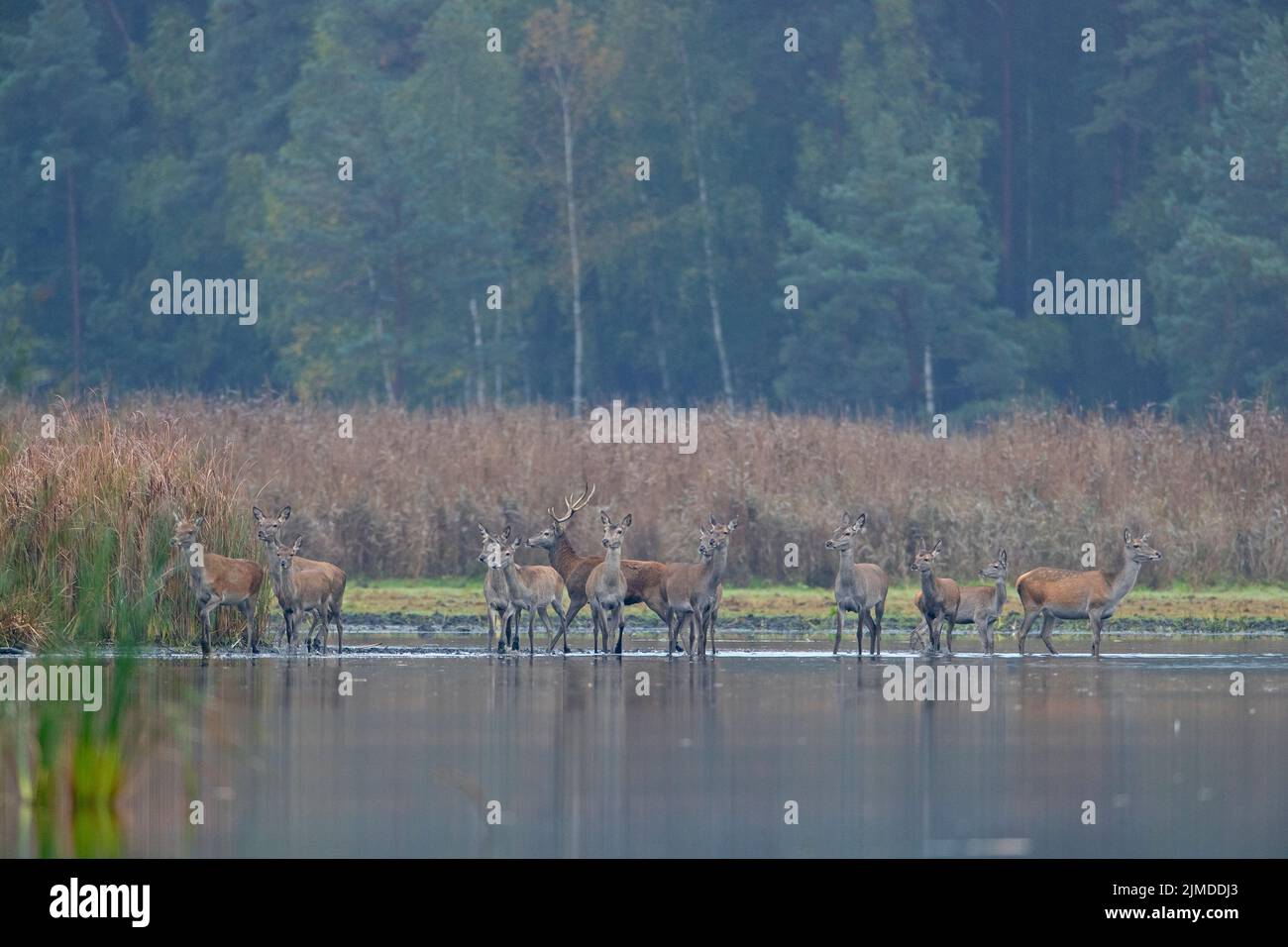 A herd of Red Deer in Upper Lusatia / Cervus elaphus Stock Photo