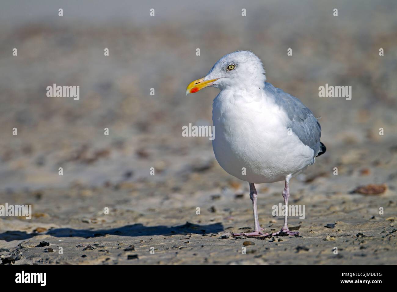 European Herring Gull adult bird on the Danish North Sea coast Stock Photo
