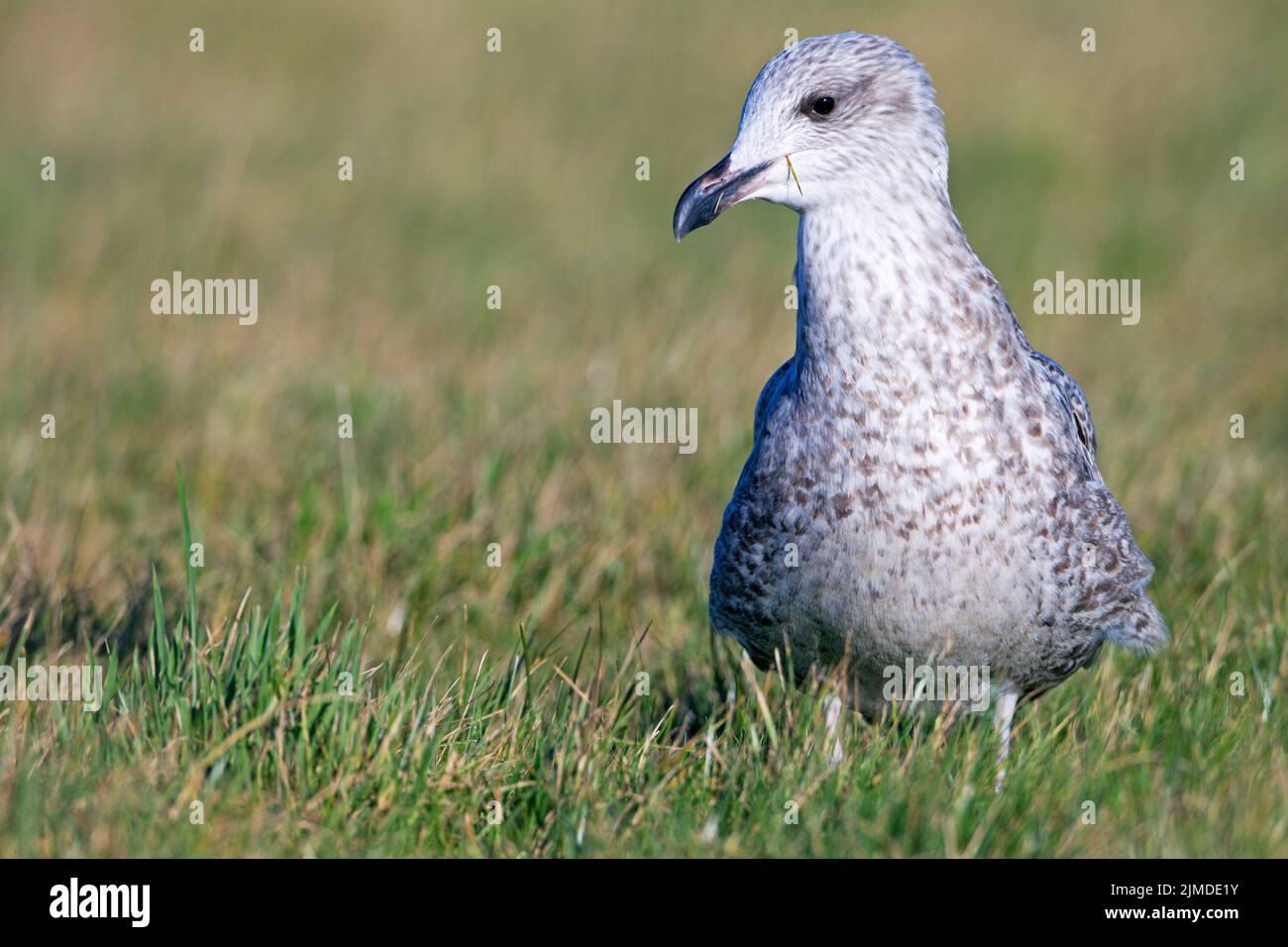 European Herring Gull juvenile bird in firstwinter plumage Stock Photo