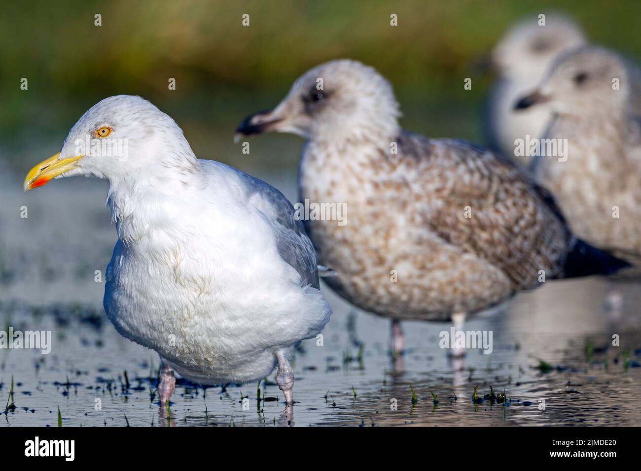 European Herring Gull adult bird in winter plumage and juveniles in first-winter plumage Stock Photo