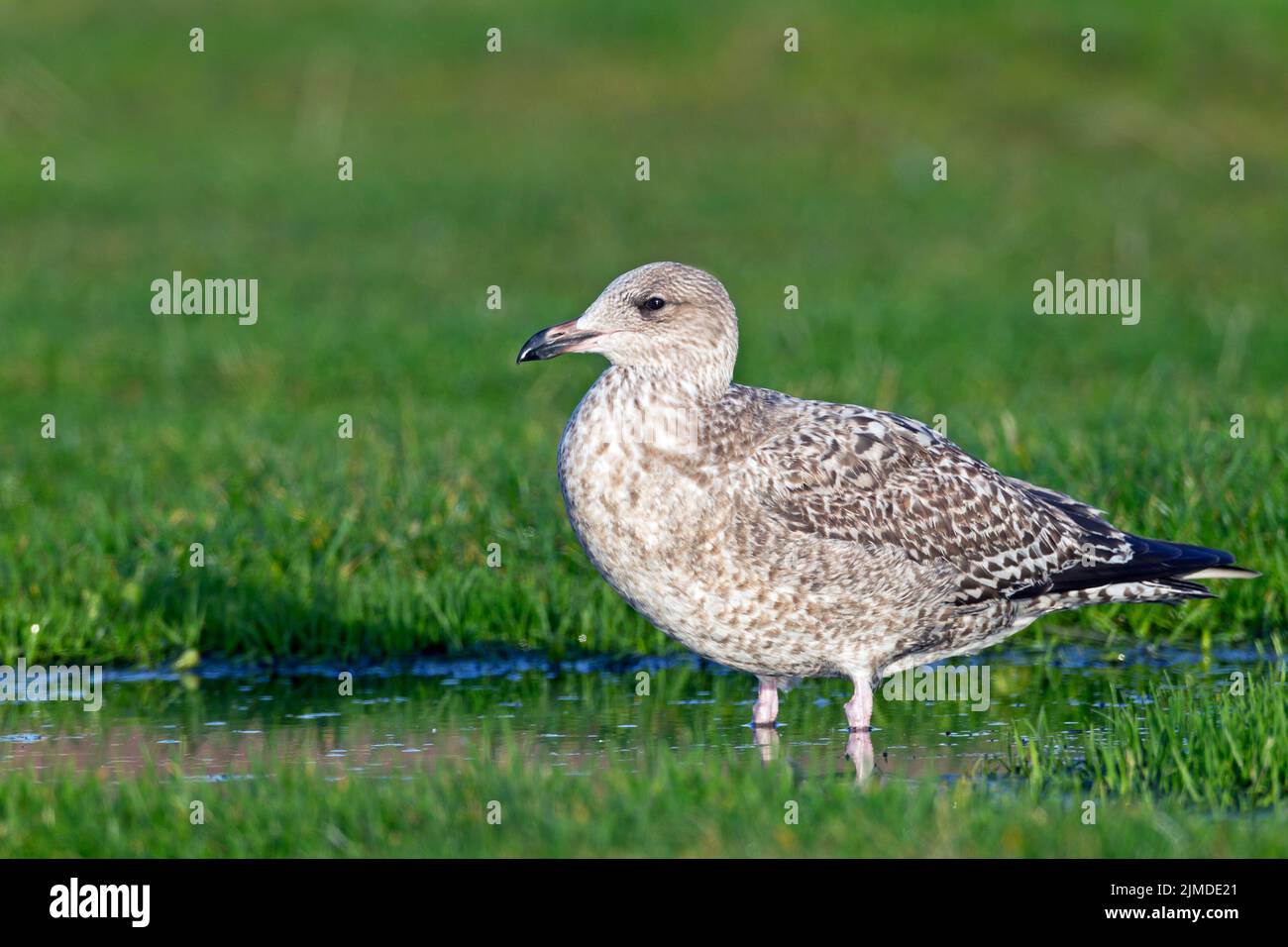 European Herring Gull juvenile bird in first-winter plumage in Buesum