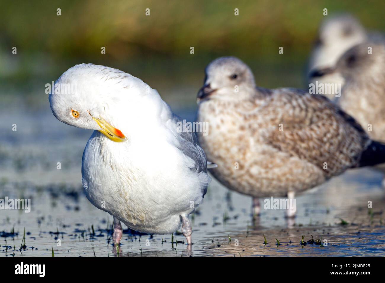 European Herring Gull adult bird in winter plumage and juveniles in first-winter plumage Stock Photo