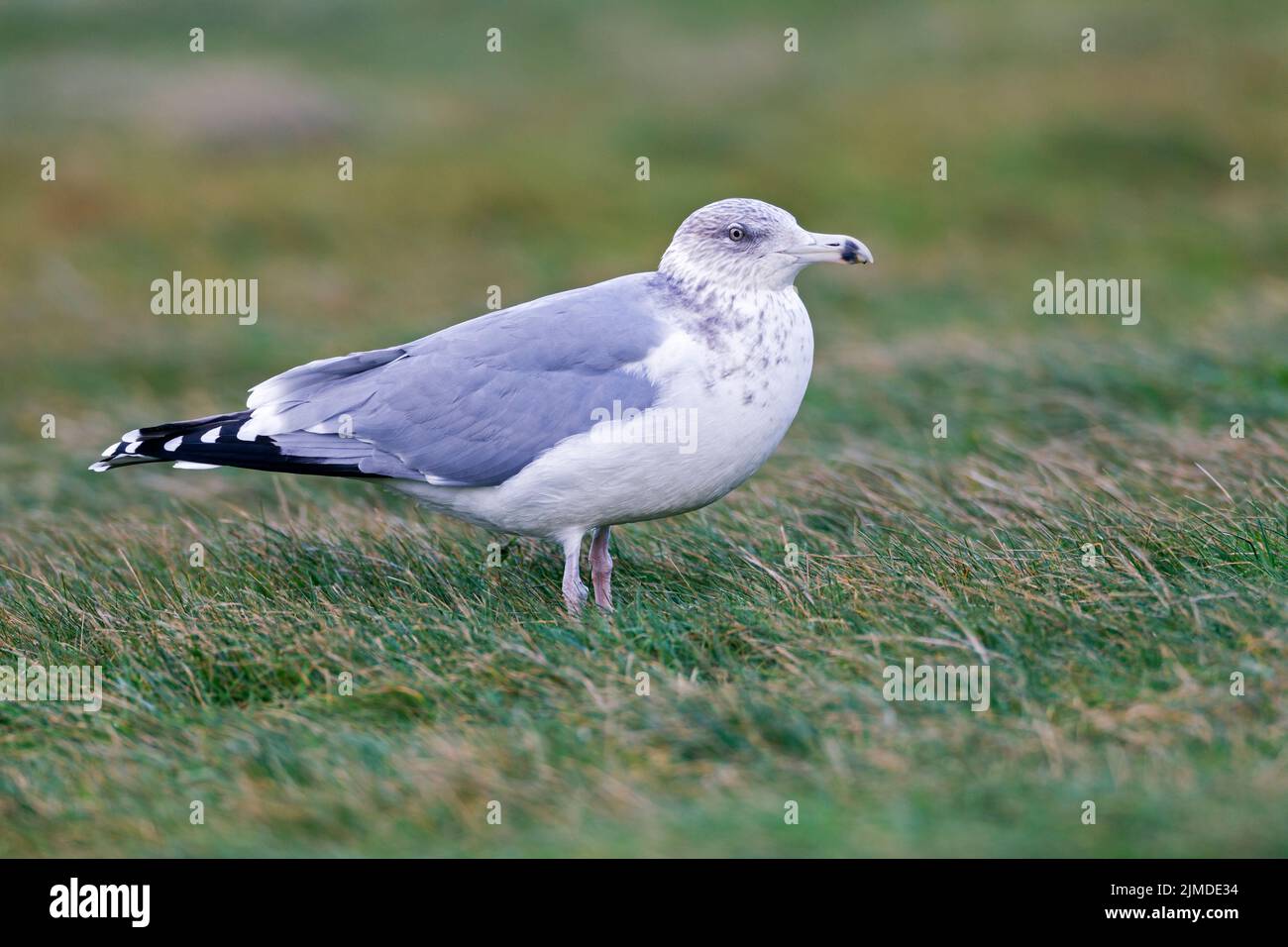 European Herring Gull juvenile bird in second-winter plumage Stock Photo