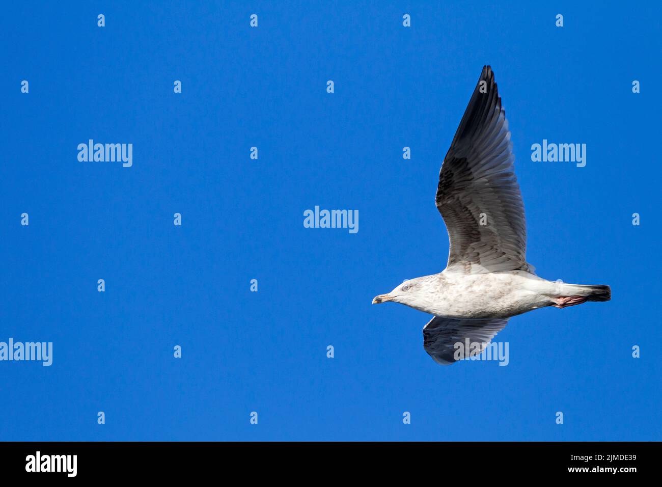 European Herring Gull immature bird in second winter plumage Stock Photo