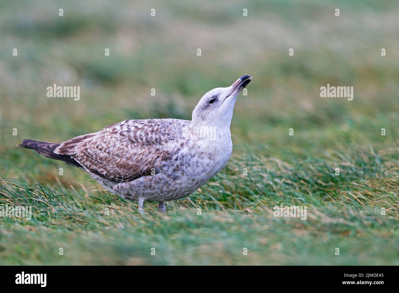 European Herring Gull juvenile bird in firstwinter plumage drinking