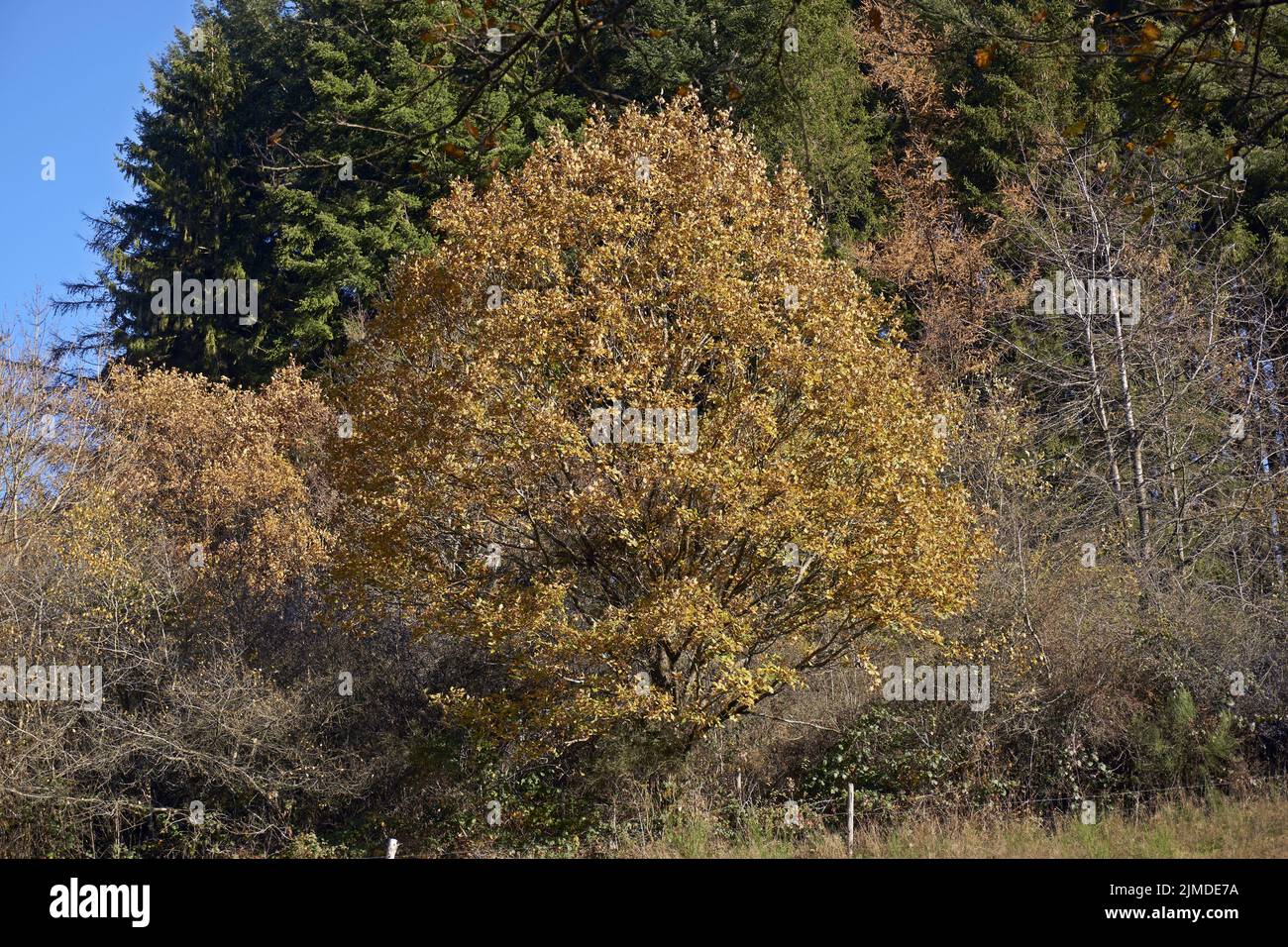 Autumn beech leaves, yellow leaves on branches against blue sky with plenty copy space. Stock Photo