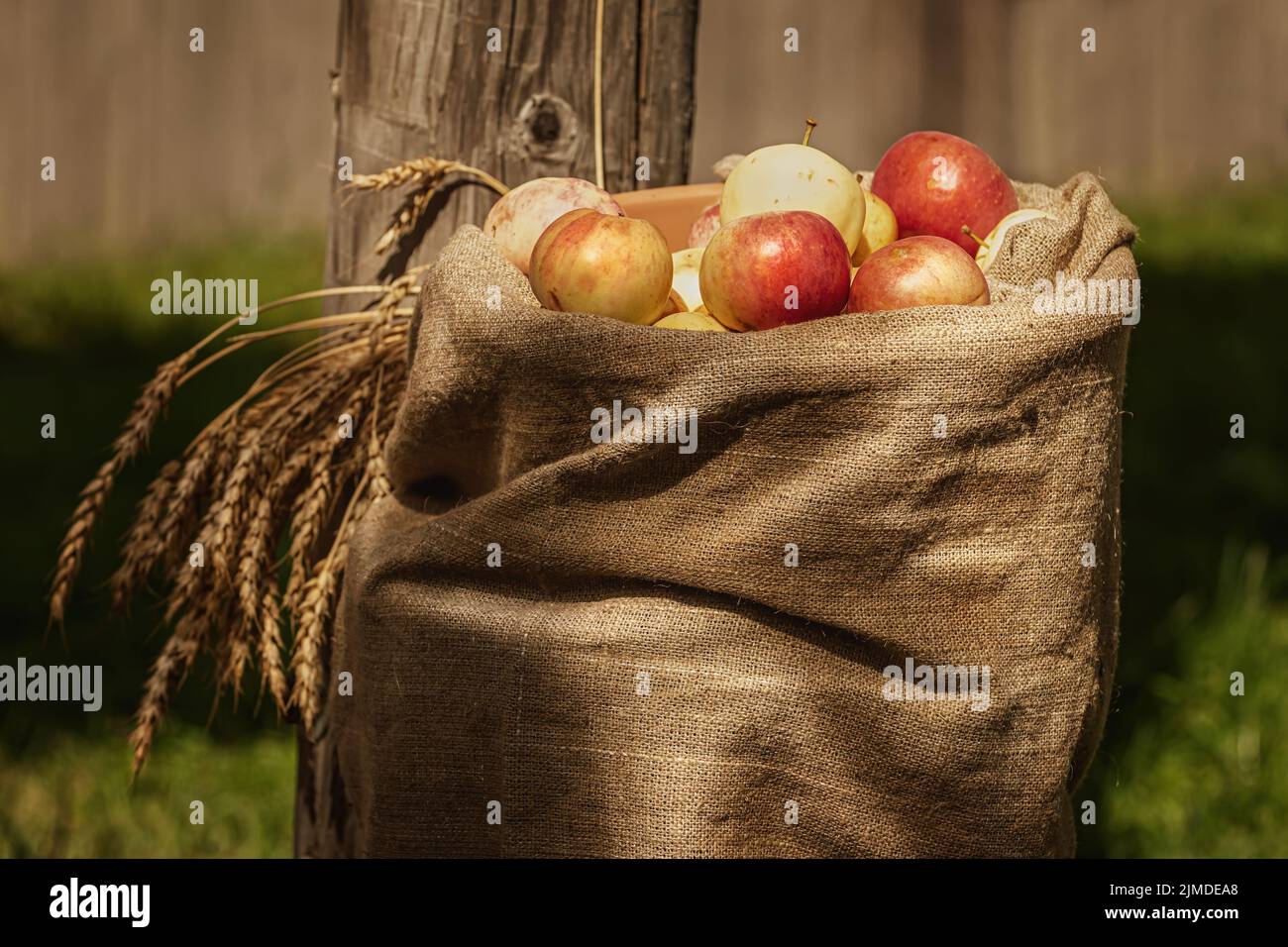 Burlap sack of ripe apples Stock Photo