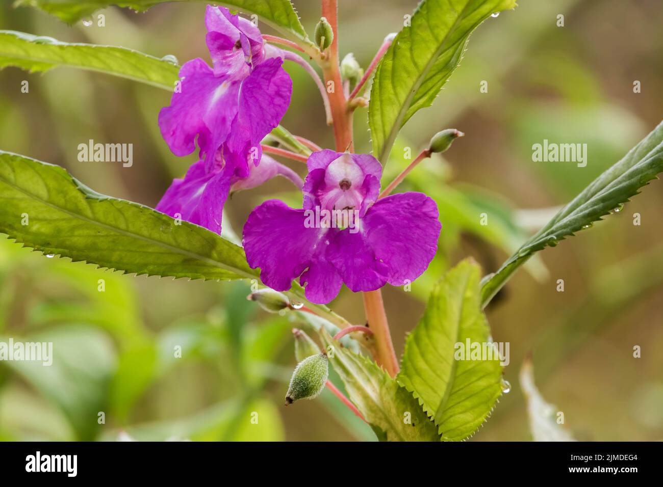 The Garden Balsam Flowers in a Garden Stock Photo