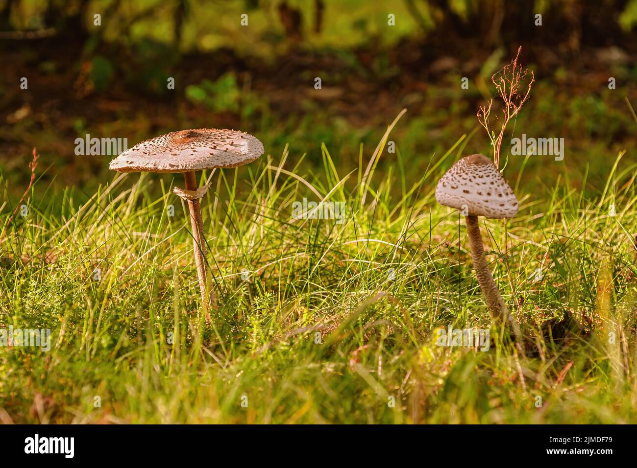 Macrolepiota procera, the parasol mushroom Stock Photo Alamy