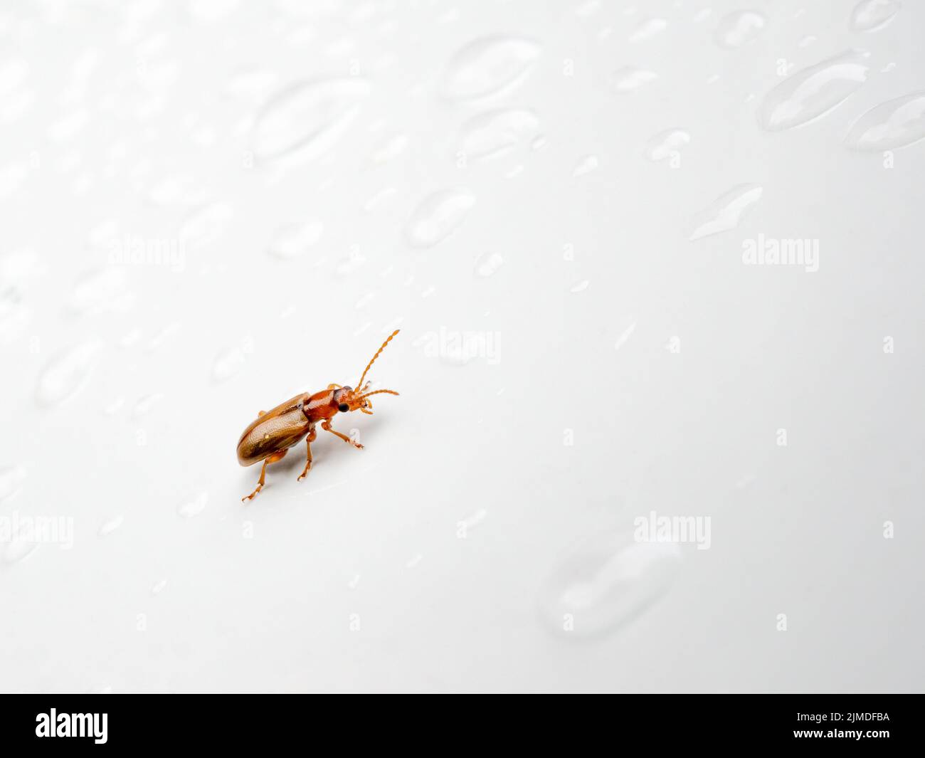 An insect brown beetle crawls on a glossy white surface among ...