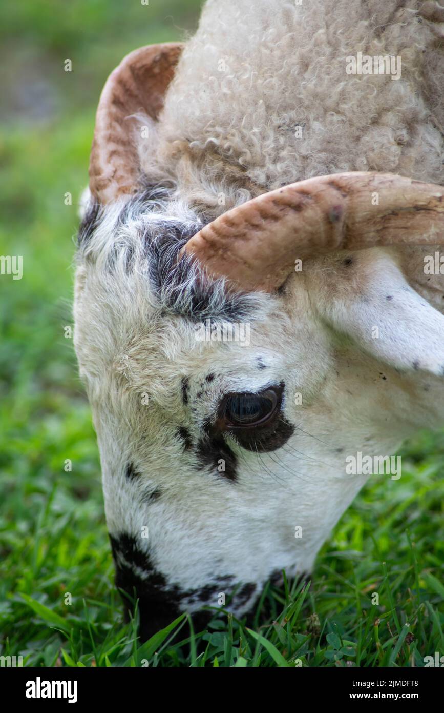 Close up of spotted sheep with horns grazing in the sunhine. Stock Photo