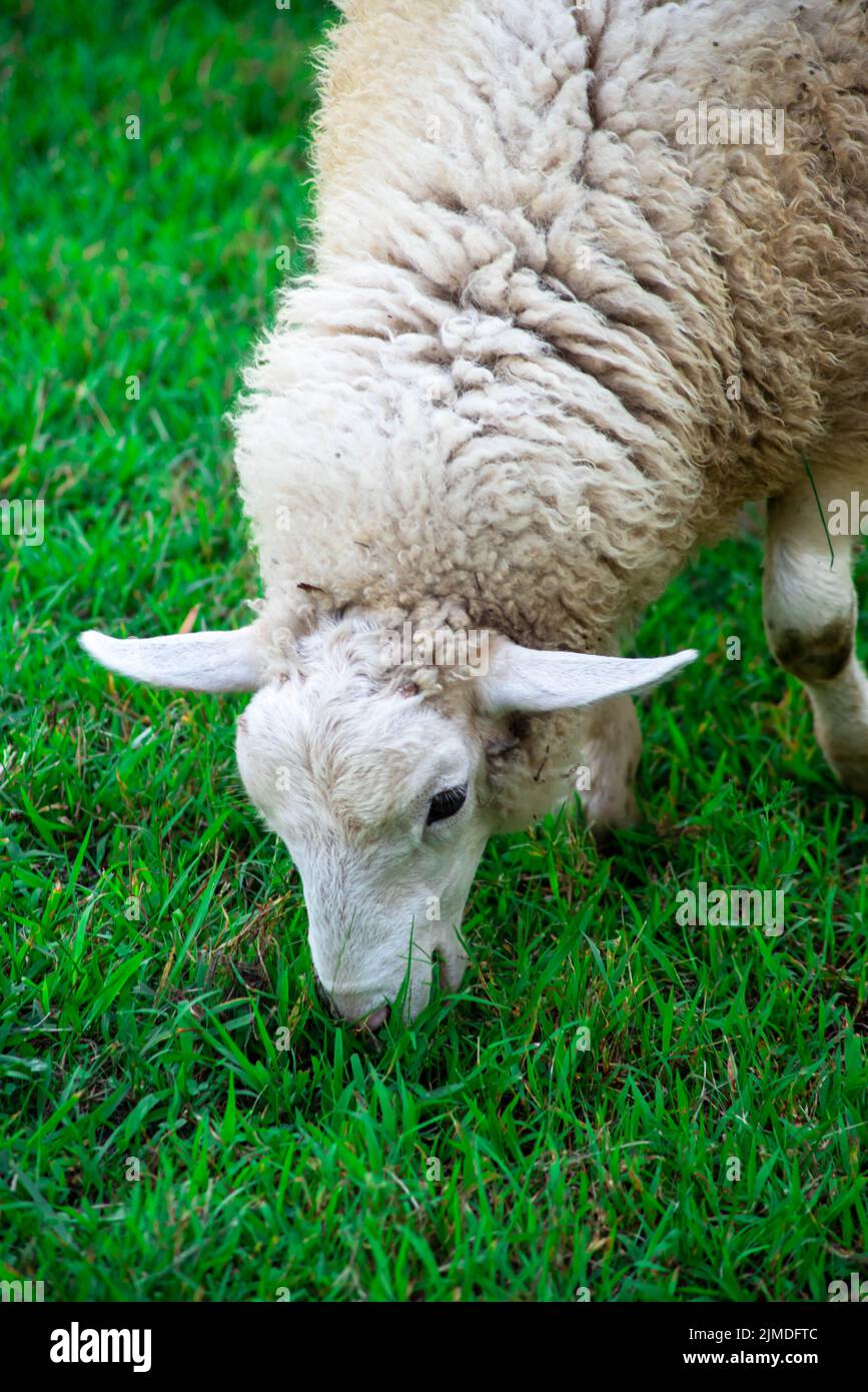 Close up of long-eared white sheep grazing in green grass. Stock Photo