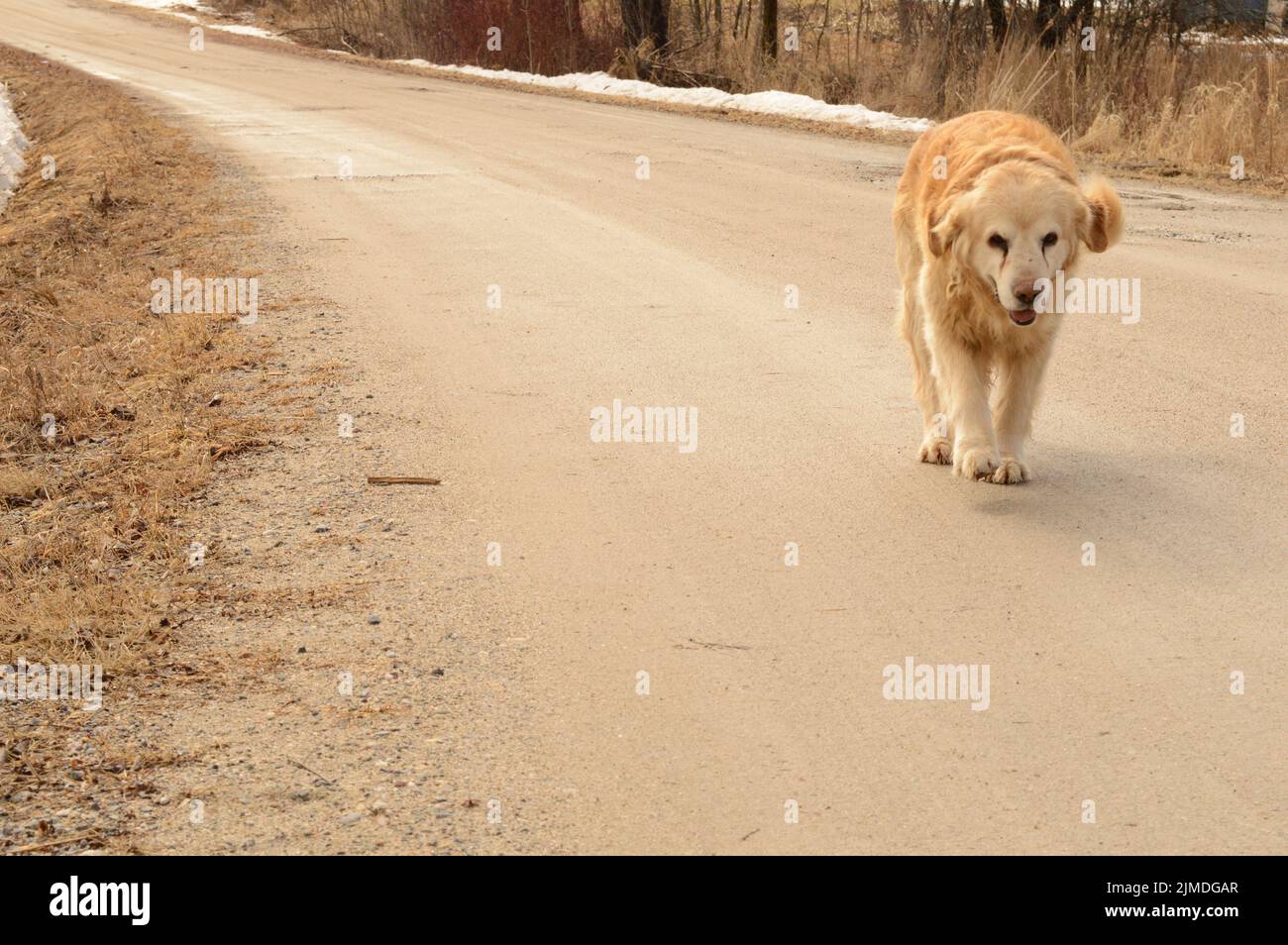 Dog Walking On Road Stock Photo Alamy dog-walking-on-road-stock-photo-alamy