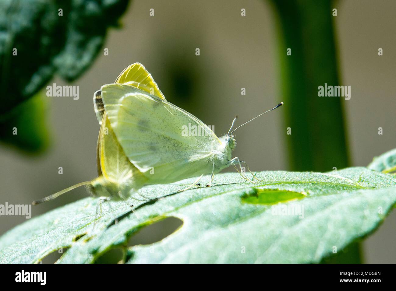 A pair of cabbage white butterflies mate while perched on a leaf. Stock Photo