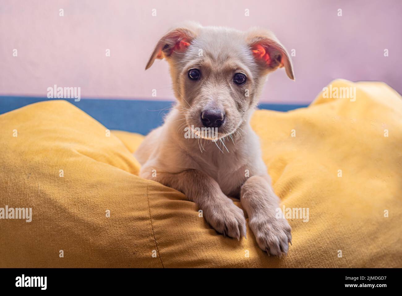 Curious cute mongrel puppy with light brown fur sits on a large yellow bag Stock Photo