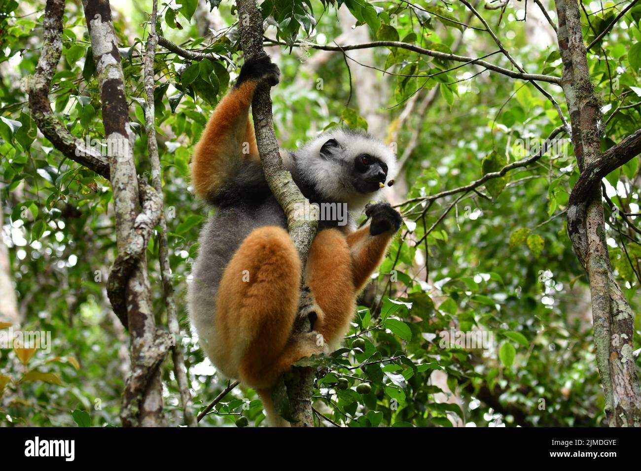 A closeup of furry Diademed sifaka resting on the tree Stock Photo