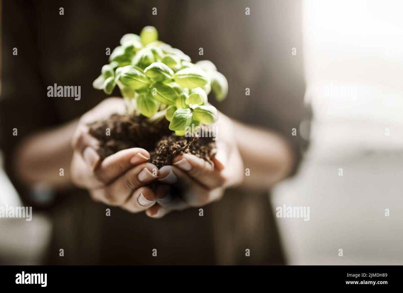 A woman holding a fresh green plant in the palm of her hands closeup. A female as mother nature working her magic by producing a new vibrant, healthy Stock Photo