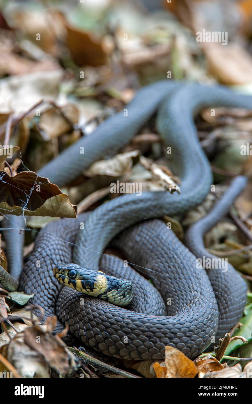 Grass Snake Natrix Natrix Playing Dead Stock Photo 164627012