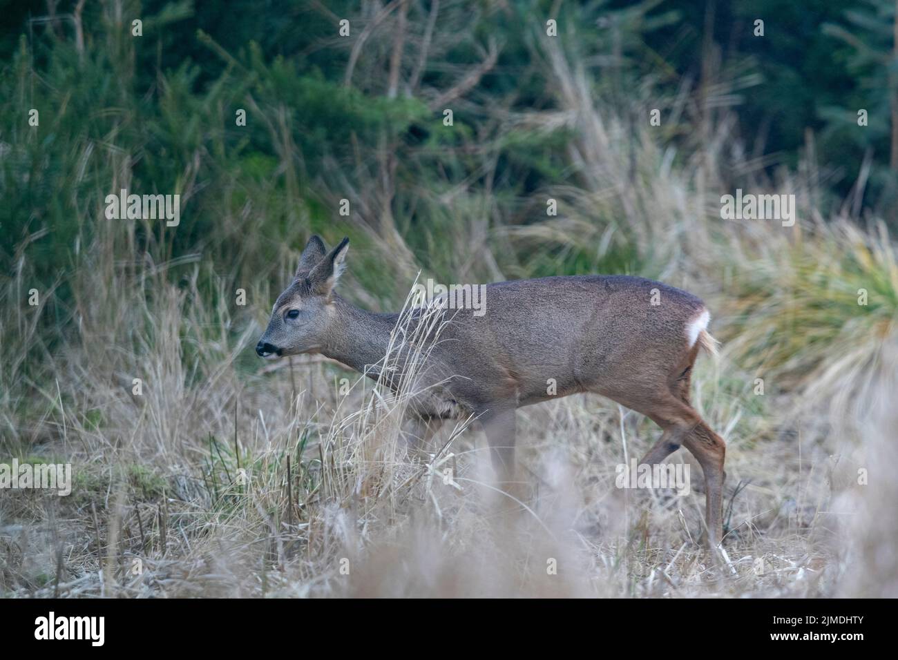 Roe Deer doe on the forest edge Stock Photo - Alamy