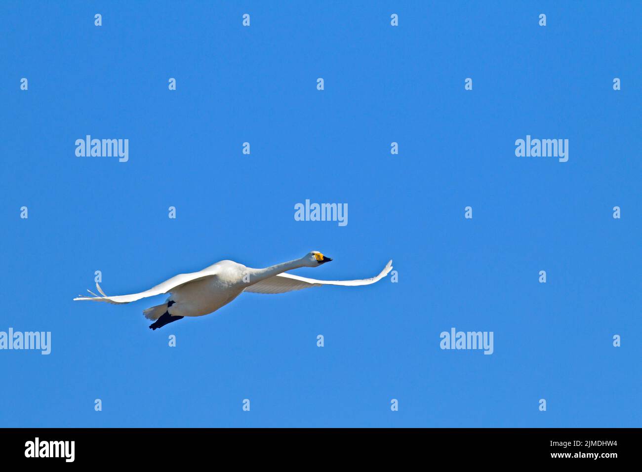 Whooper Swan in flight / Cygnus cygnus Stock Photo