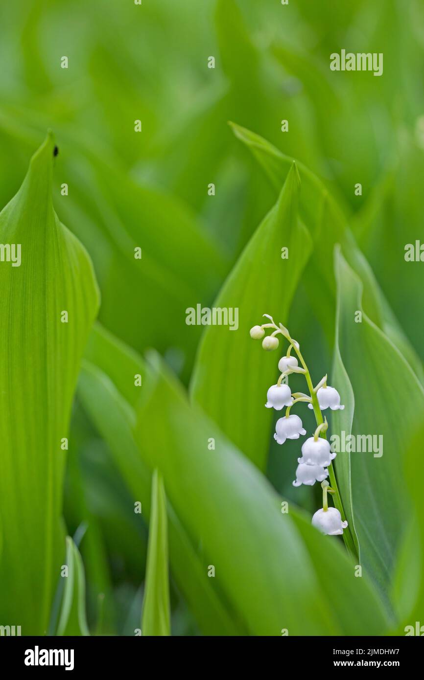 Lily of the Valley is a highly poisonous woodland flowering plant Stock Photo