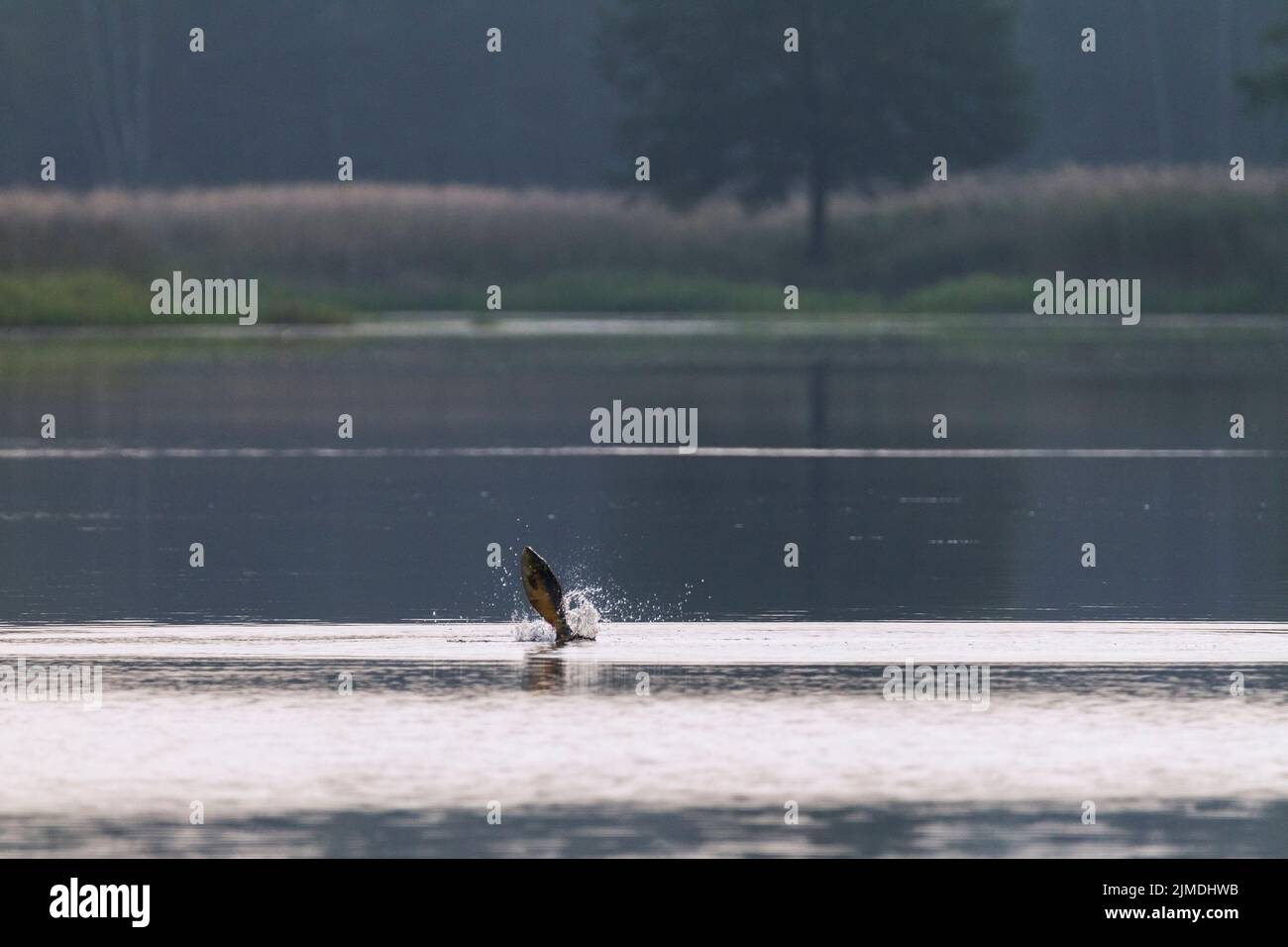 Common Carp jumps out of water / Cyprinus carpio Stock Photo