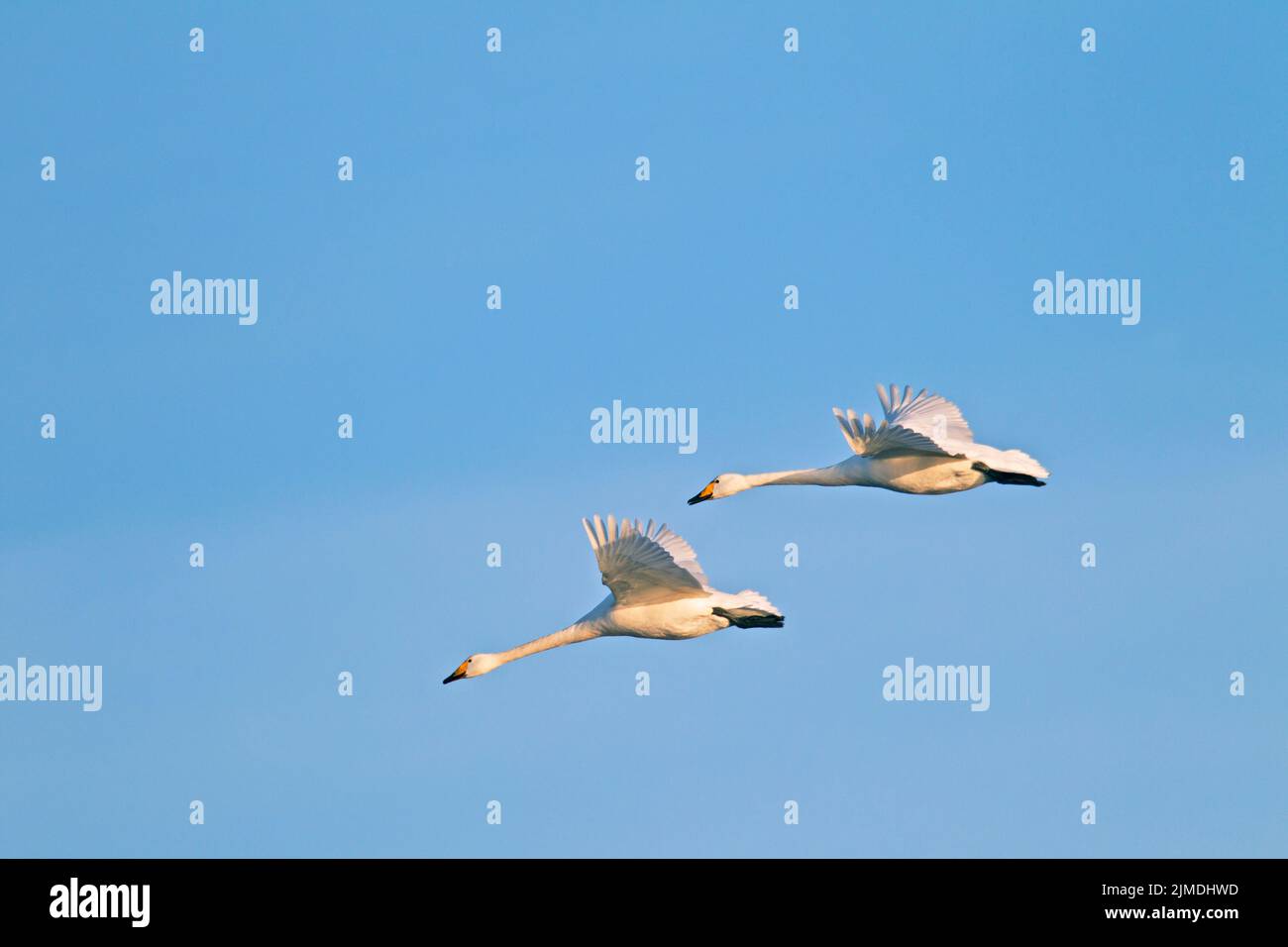 Whooper Swans in flight / Cygnus cygnus Stock Photo