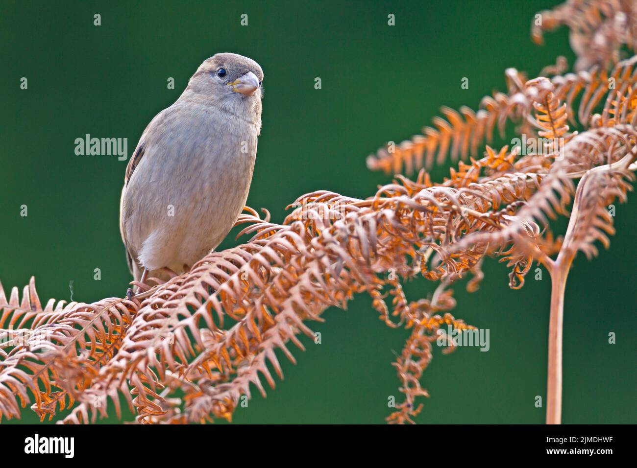 House Sparrow female on a fern frond / Passer domesticus Stock Photo