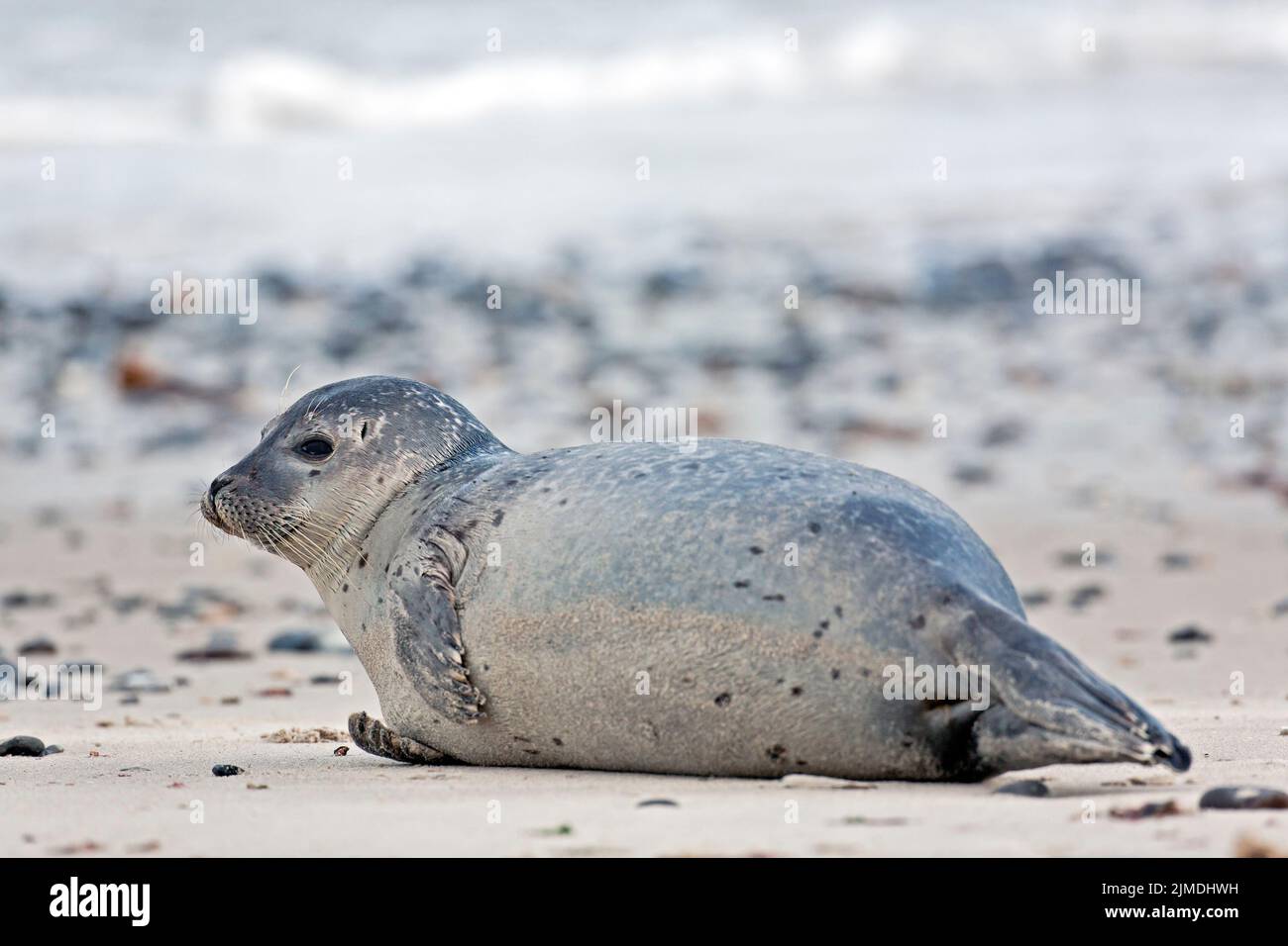 Harbour Seal on a sandy beach / Phoca vitulina  -  Phoca vitulina vitulina Stock Photo