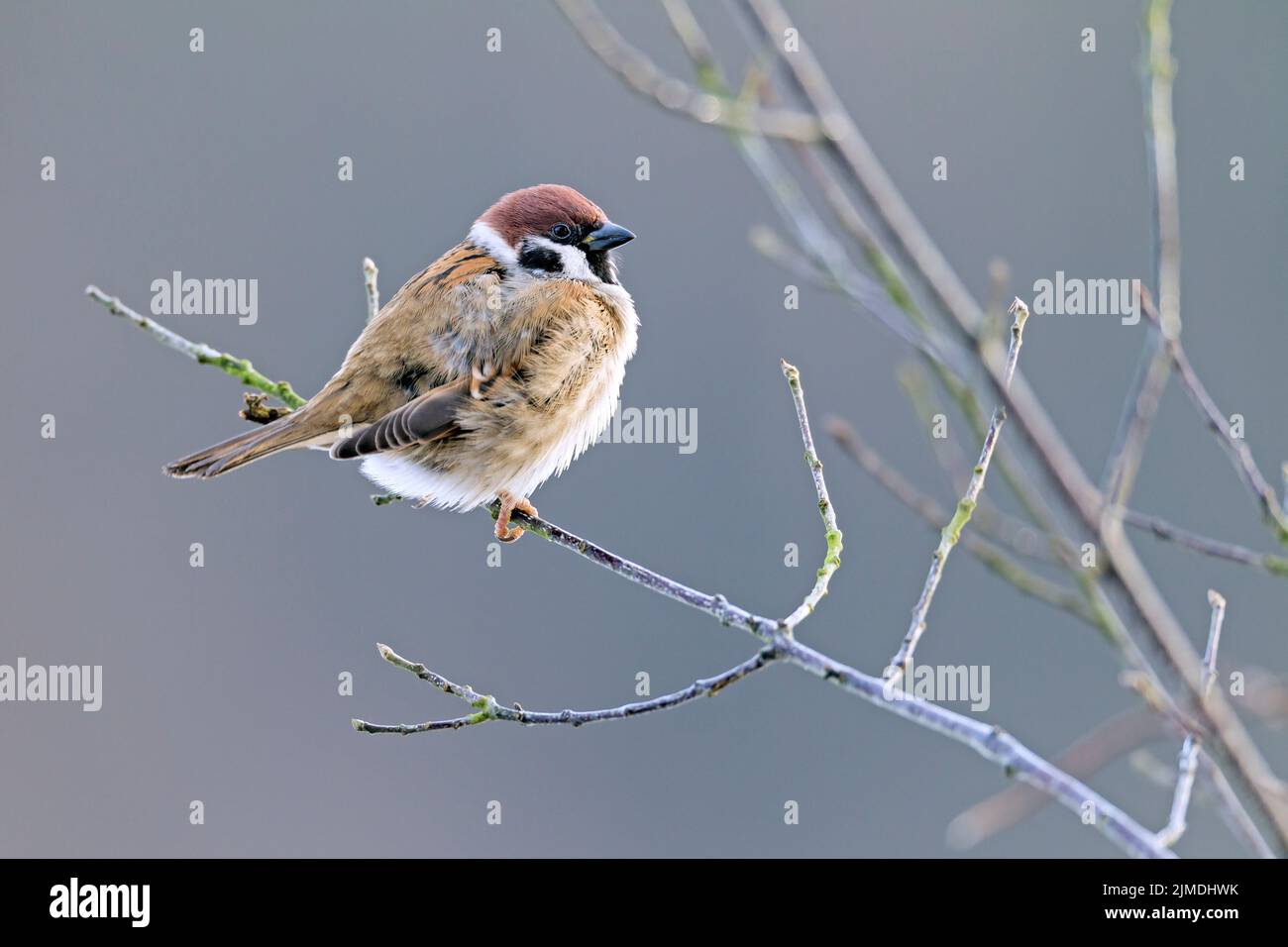 Eurasian Tree Sparrow near the city of Beringstadt / Passer montanus Stock Photo