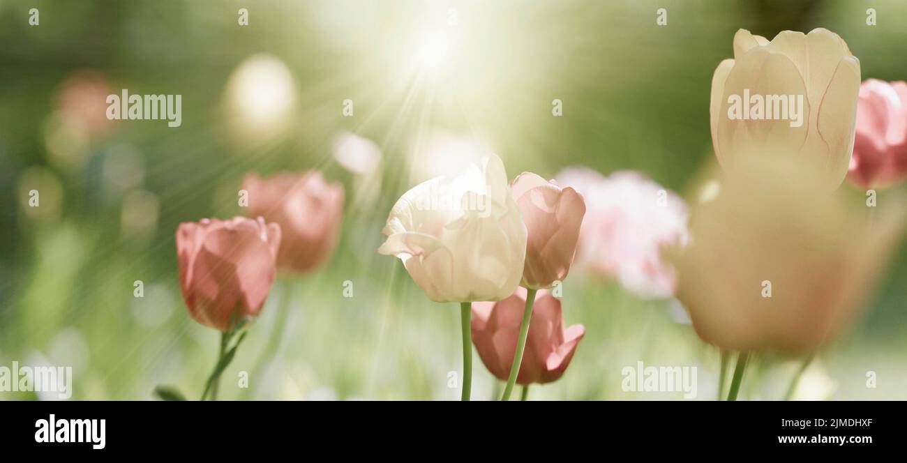 Tulips, blooming, flowers, card, pastel, sepia, mourning, sadness, concept Stock Photo