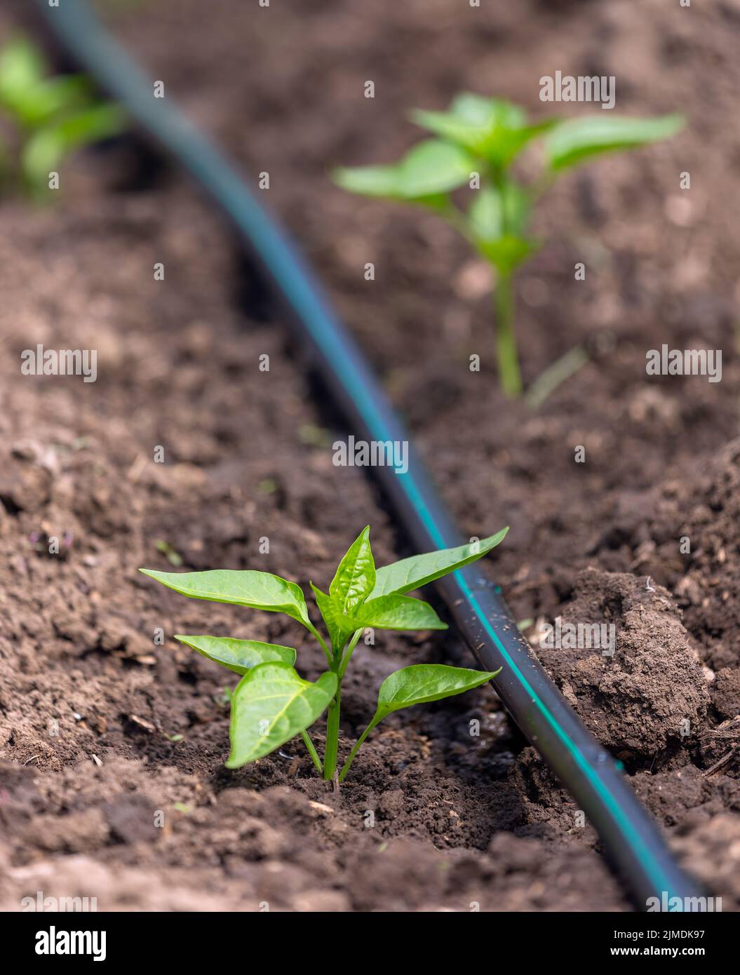Pepper plants with drip irrigation Stock Photo Alamy