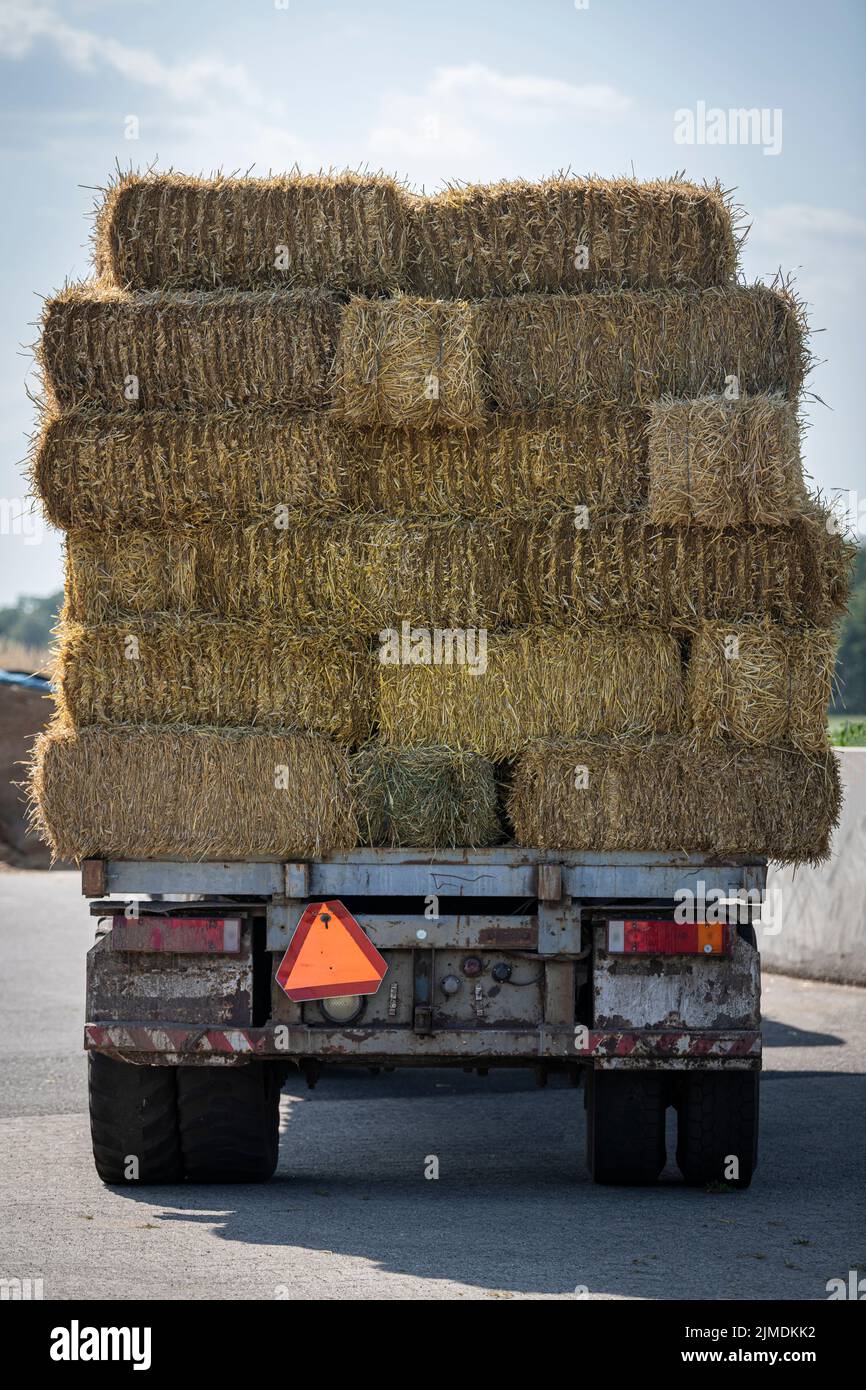 Straw bales on a flat farm wagon at a Dutch livestock farm Stock Photo