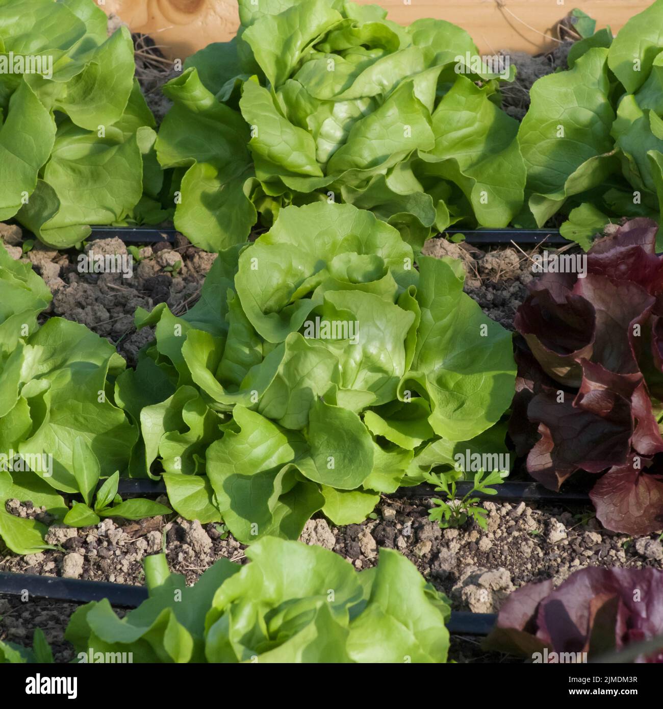 Rows of spring butter lettuce in garden soil Stock Photo