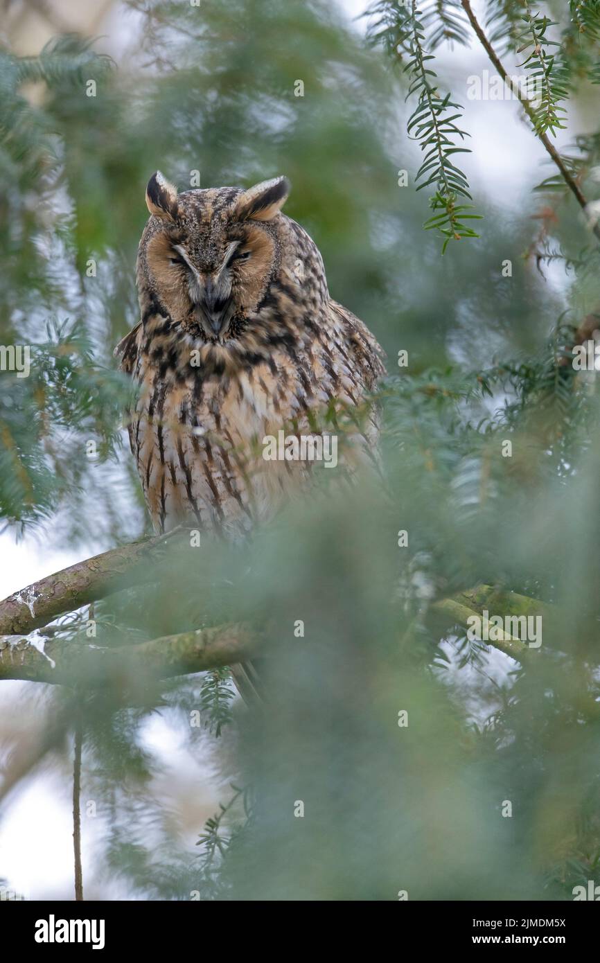 Long-eared owl on the sleeping place / Asio otus Stock Photo