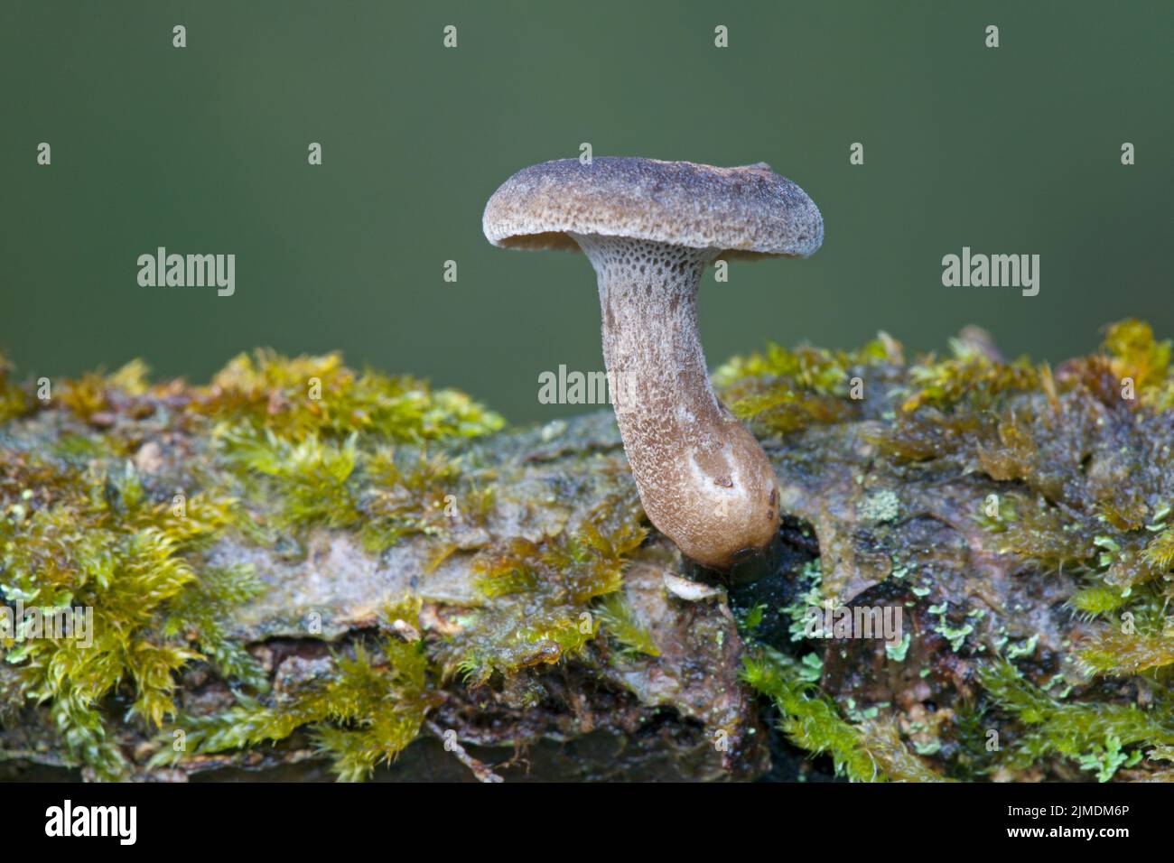 Winter Polypore between moss on an old branch Stock Photo