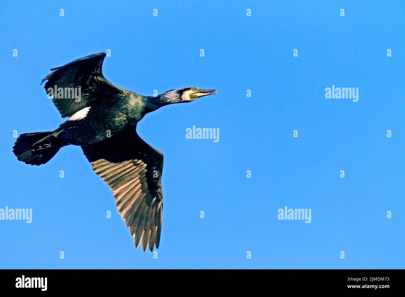 Great Cormorant in breeding plumage Stock Photo