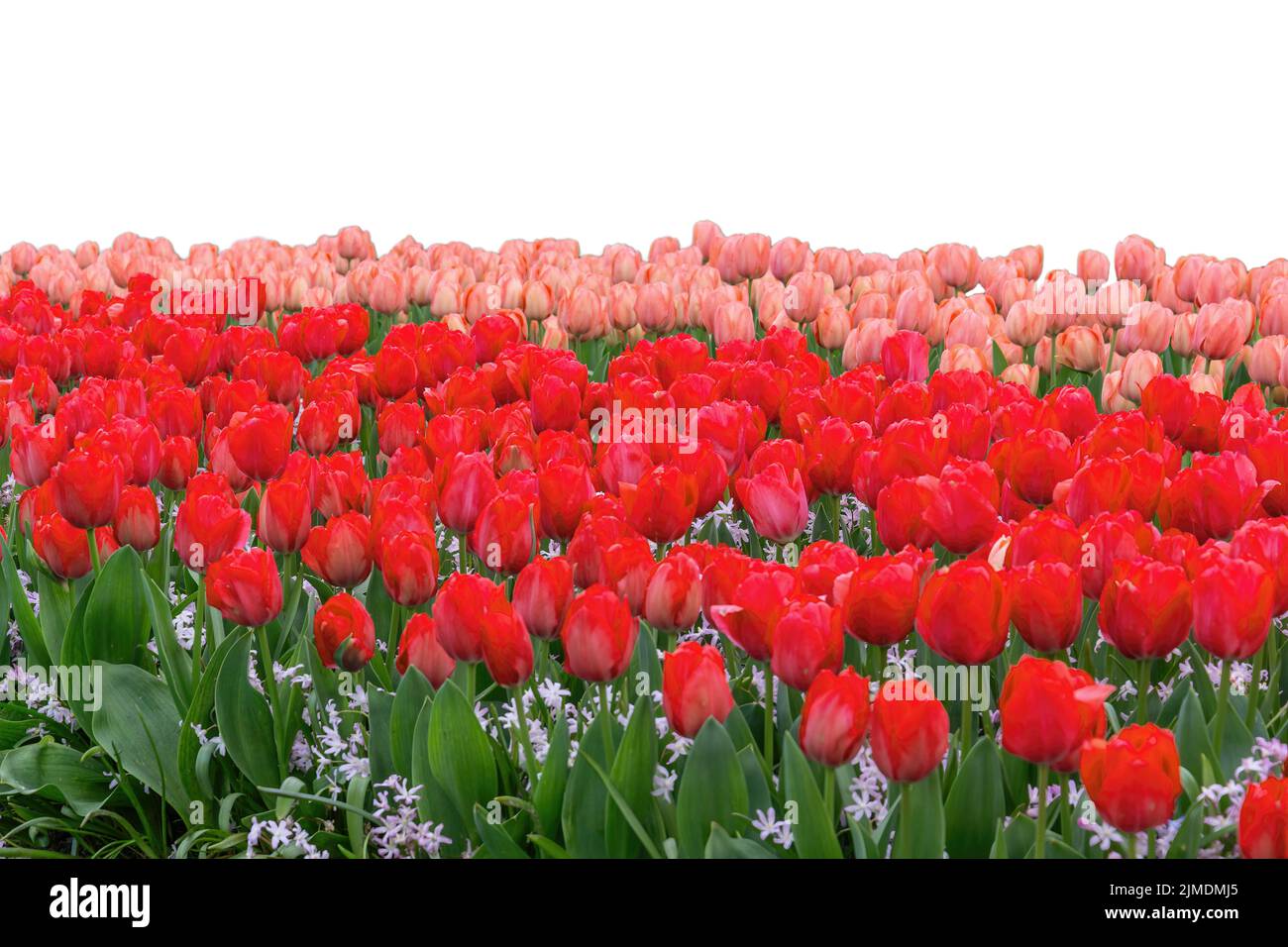 Spring coloful tulip bulb flower field isolated on white background
