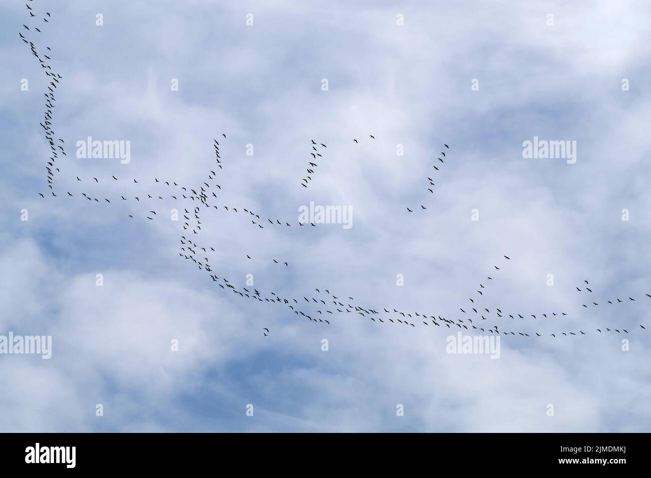 Common cranes in flight formation at passage of birds. Annual fall migration. Stock Photo