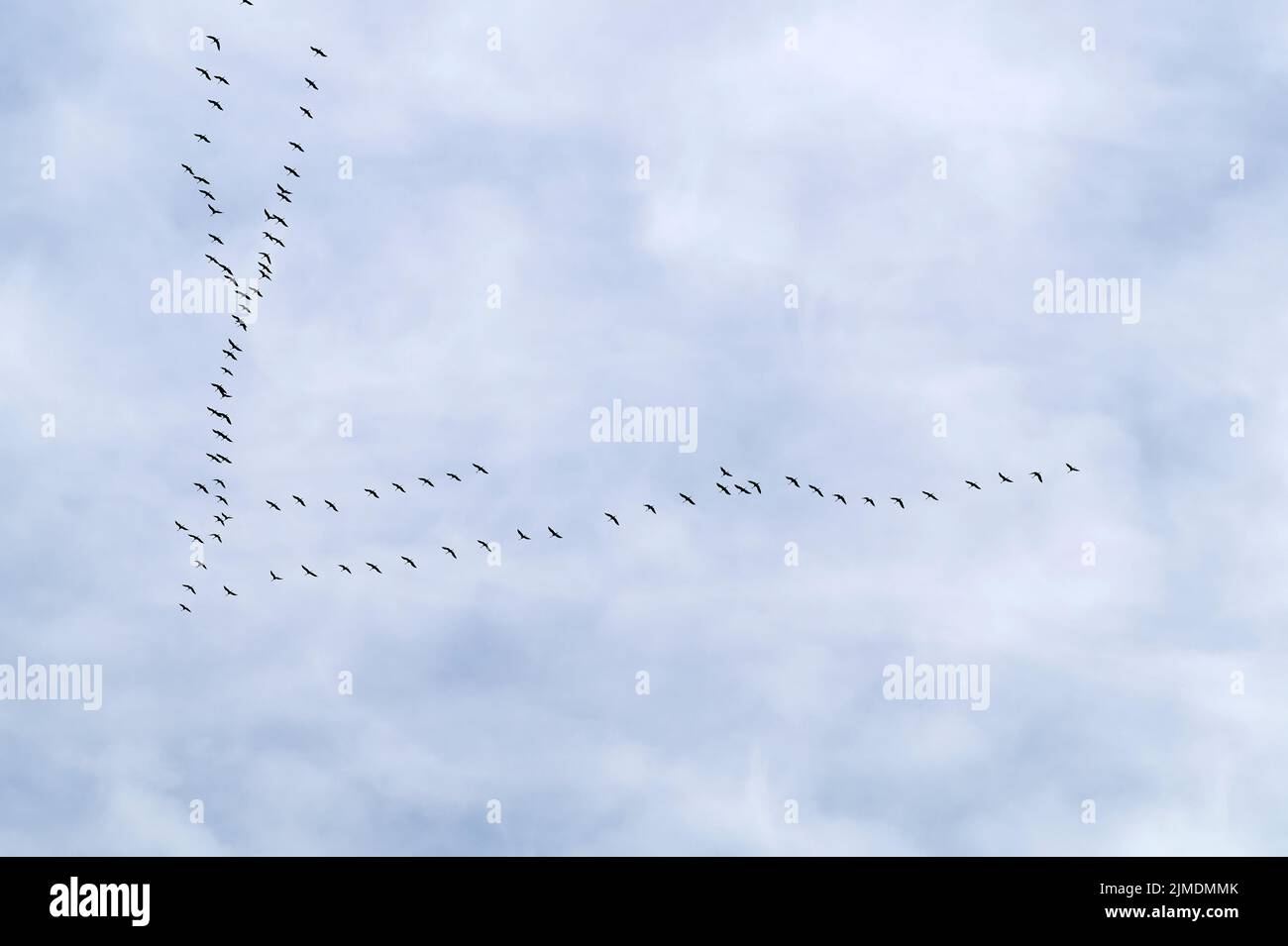 Common cranes in flight formation at passage of birds. Annual fall migration. Stock Photo