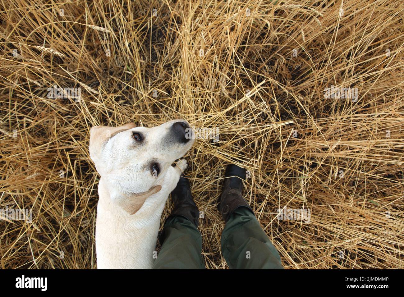 Outdoor training hunting dogs. young Labrador dog attentively looks at owner in outdoor. Stock Photo