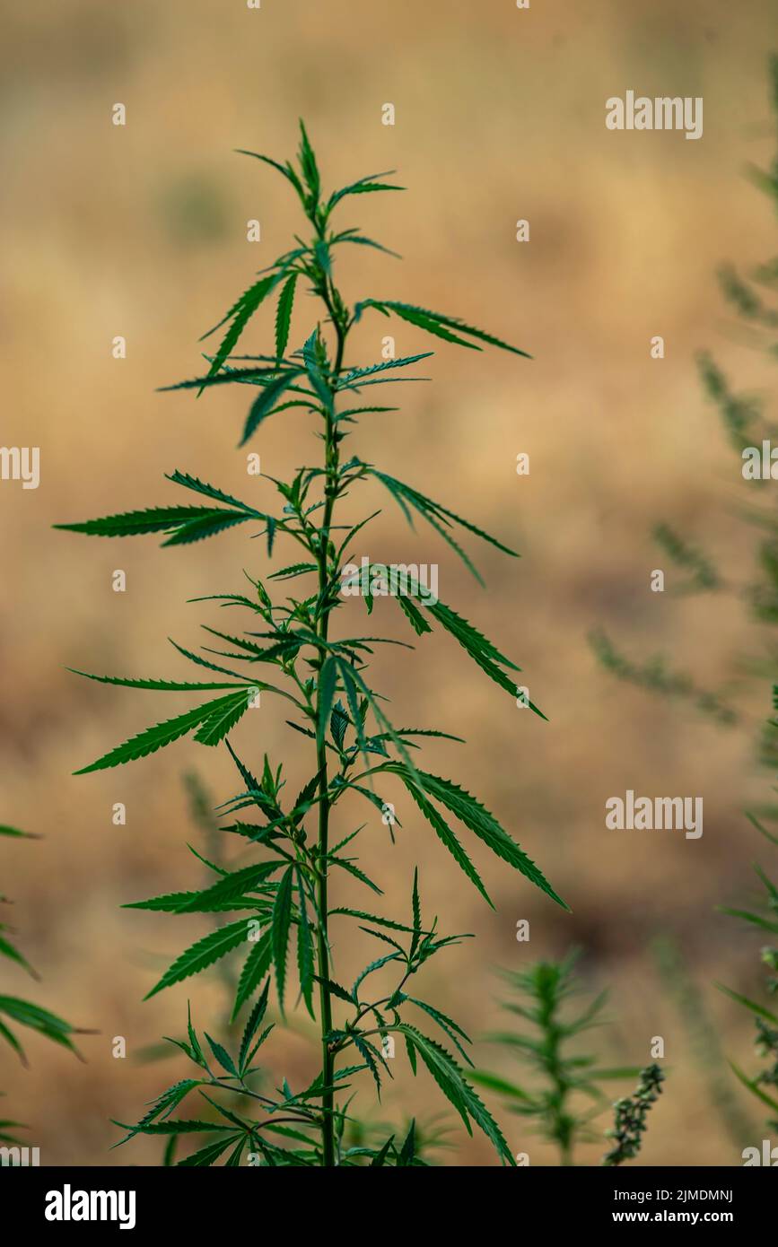 canabis plant, large indica plant sativa canabis beautiful background