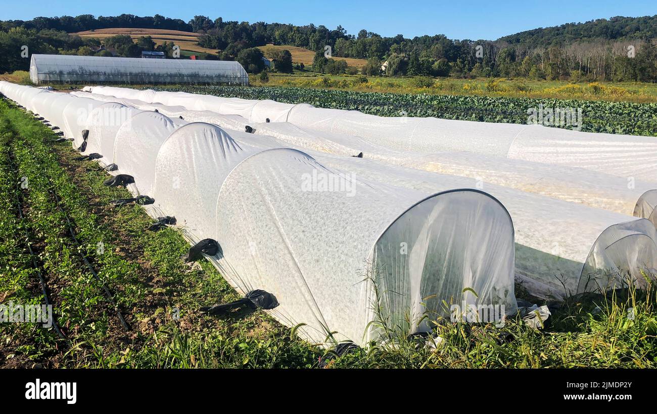 Garden row covers across cultivated field of vegetables with greenhouse Stock Photo