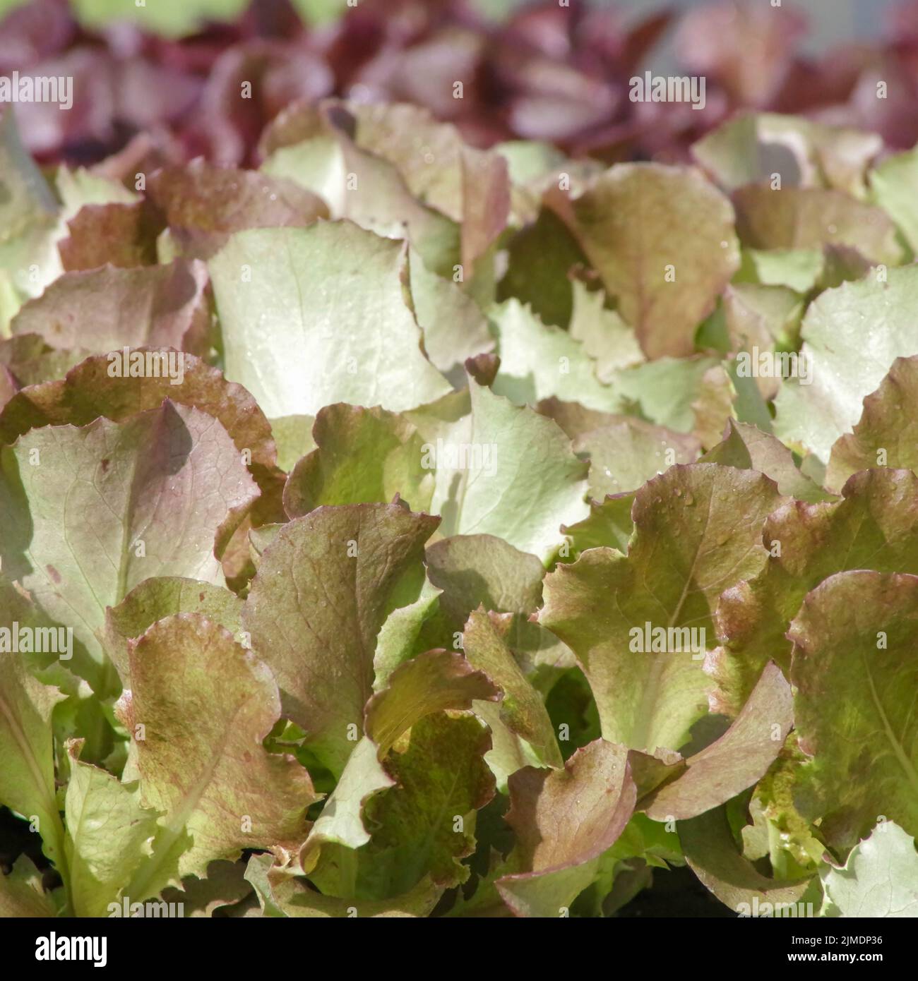Green and red leaf lettuce seedlings in potting soil outdoors Stock