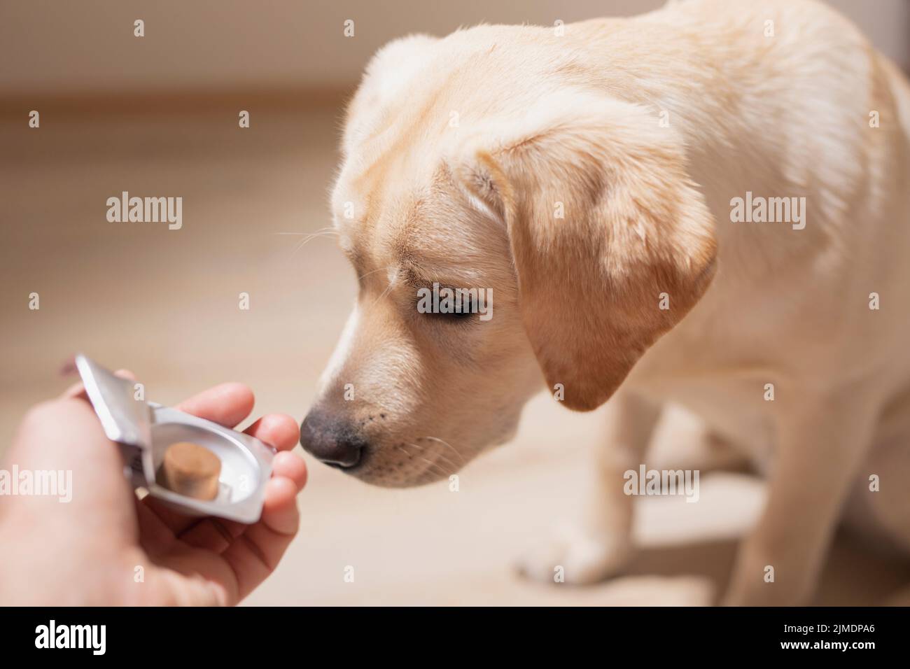 Dog breed Labrador gets pills, vitamins, delicacy from hand of owner