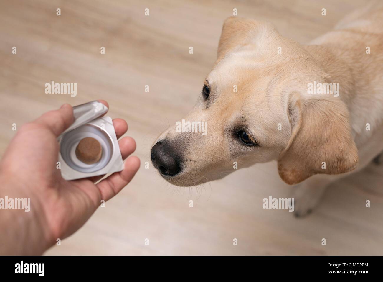 Vet man offering tablet to dog puppy. veterinary medicine, pet, animals, health care concept