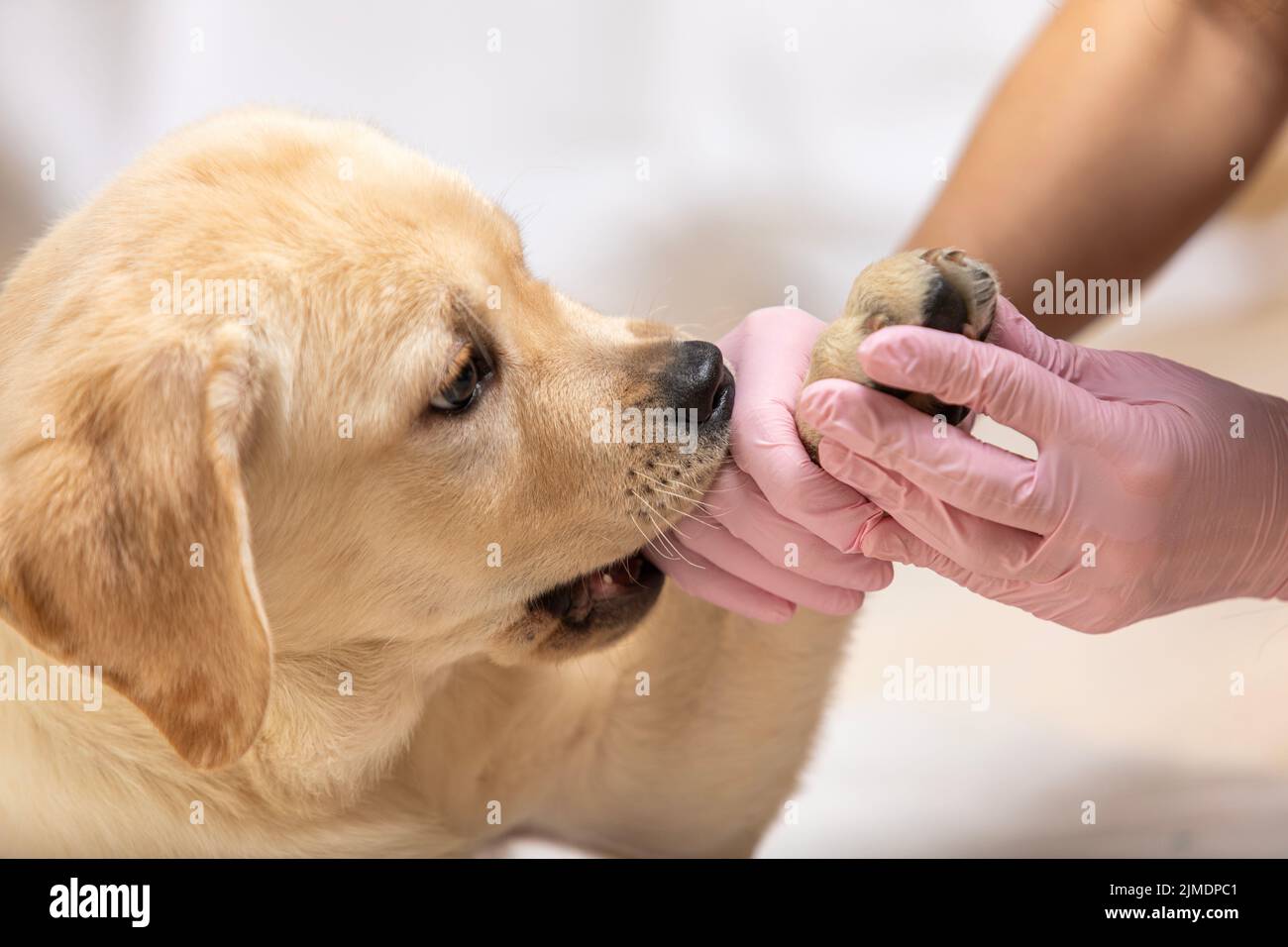 Dog getting bandage hires stock photography and images Alamy