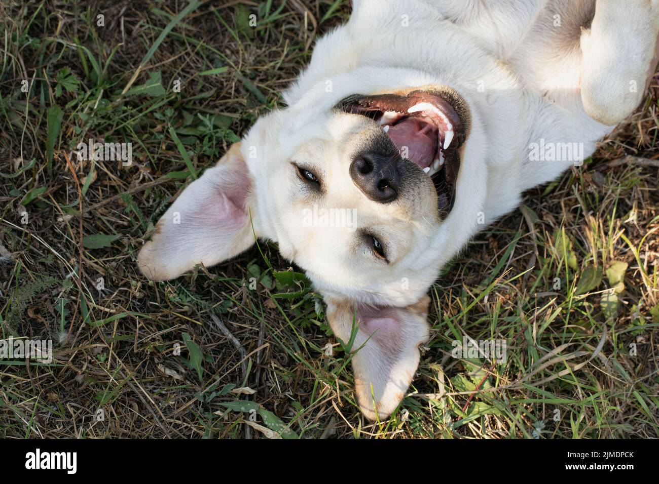 Funny labrador hi res stock photography and images Alamy