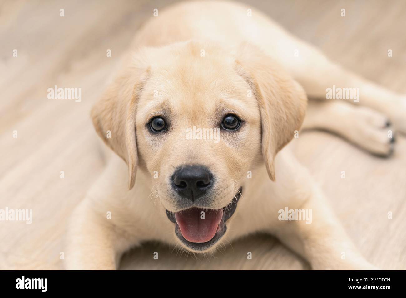 Cute adorable little golden labrador puppy is lying on floor of house ...