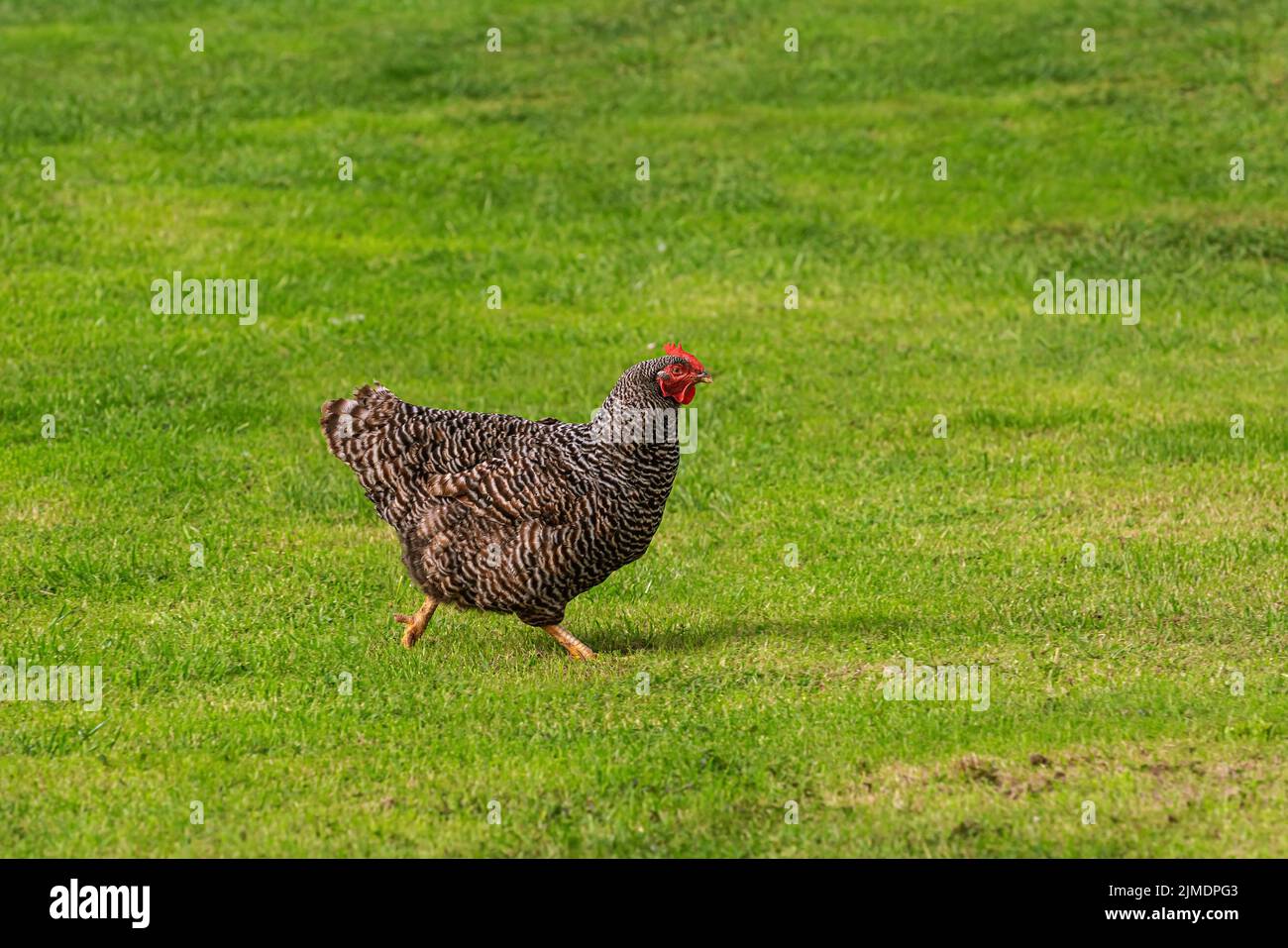 Chicken in the Yard Stock Photo Alamy